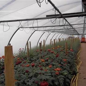 fwthumbChrysanths-double-tunnel.jpg