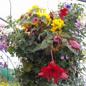 fwthumbhanging-baskets.jpg