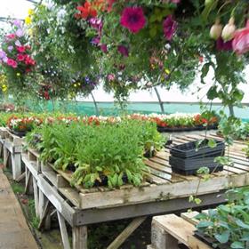 fwthumbhanging-baskets21.jpg