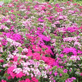 fwthumbin-full-bloom-0371kui.jpg