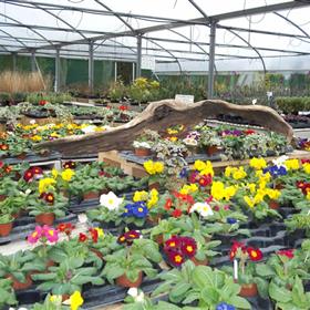 fwthumbprimrose-and-polyanthus.jpg