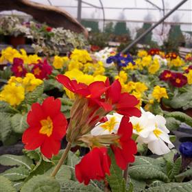 fwthumbprimrose-poly-close-up.jpg